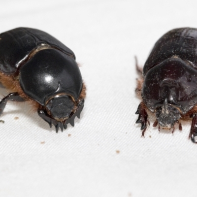 Dasygnathus sp. (genus) (Rhinoceros beetle) at Higgins, ACT - 26 Jan 2021 by AlisonMilton