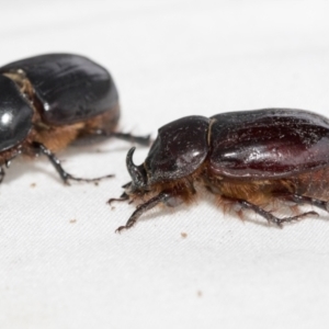 Dasygnathus sp. (genus) at Higgins, ACT - 26 Jan 2021