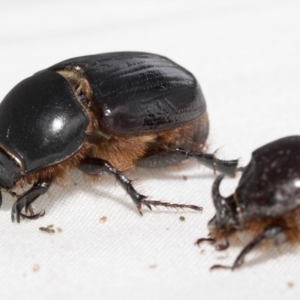 Dasygnathus sp. (genus) at Higgins, ACT - 26 Jan 2021