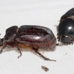 Dasygnathus sp. (genus) at Higgins, ACT - 26 Jan 2021