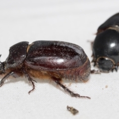 Dasygnathus sp. at Higgins, ACT - 26 Jan 2021