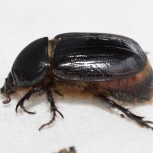 Dasygnathus sp. (genus) at Higgins, ACT - 26 Jan 2021