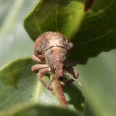 Gonipterus sp. (genus) (Eucalyptus Weevil) at Higgins, ACT - 24 Jan 2021 by AlisonMilton