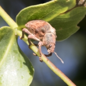 Gonipterus sp. (genus) at Higgins, ACT - 25 Jan 2021