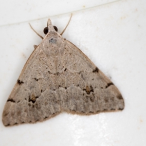 Dichromodes estigmaria at Melba, ACT - 26 Jan 2021 01:59 PM