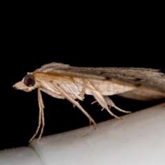 Dichromodes estigmaria at Melba, ACT - 26 Jan 2021