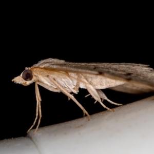 Dichromodes estigmaria at Melba, ACT - 26 Jan 2021 01:59 PM