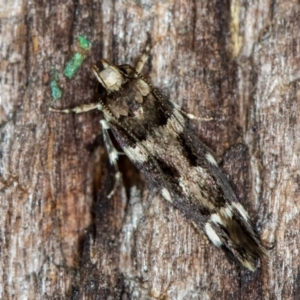Macrobathra (genus) at Melba, ACT - 26 Jan 2021