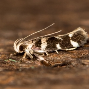 Macrobathra (genus) at Melba, ACT - 26 Jan 2021