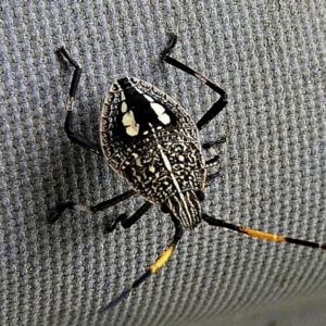 Poecilometis strigatus at Crooked Corner, NSW - 26 Jan 2021