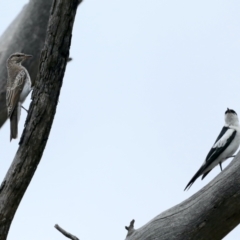 Lalage tricolor (White-winged Triller) at Mount Ainslie - 25 Jan 2021 by jbromilow50