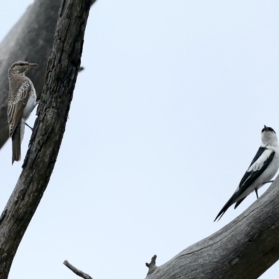 Lalage tricolor (White-winged Triller) at Majura, ACT - 26 Jan 2021 by jb2602