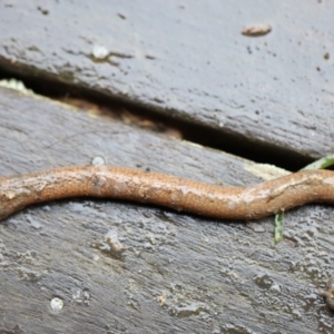 Pygopus lepidopodus at Quaama, NSW - 29 Jan 2021