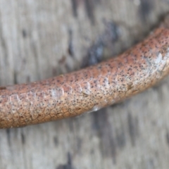 Pygopus lepidopodus at Quaama, NSW - 29 Jan 2021