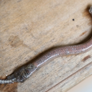 Pygopus lepidopodus at Quaama, NSW - 29 Jan 2021