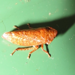 Smicrocotis sp. (genus) at Flynn, ACT - 29 Jan 2021 06:56 PM