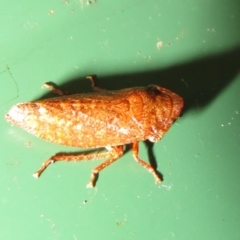 Smicrocotis sp. (genus) (A leafhopper) at Flynn, ACT - 29 Jan 2021 by Christine