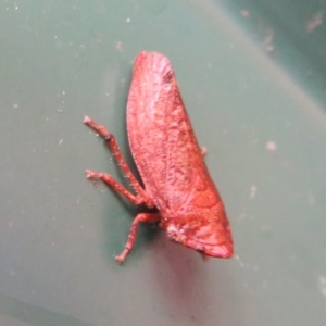 Smicrocotis sp. (genus) at Flynn, ACT - 29 Jan 2021 06:56 PM