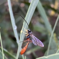 Heteropelma scaposum (Two-toned caterpillar parasite wasp) at Murrumbateman, NSW - 29 Jan 2021 by SimoneC