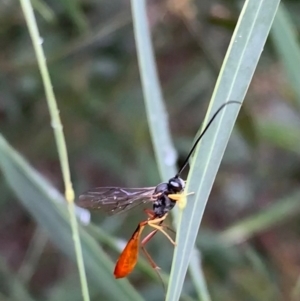 Heteropelma scaposum at Murrumbateman, NSW - 29 Jan 2021