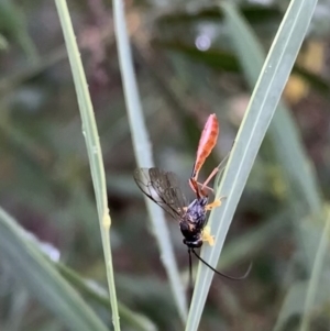 Heteropelma scaposum at Murrumbateman, NSW - 29 Jan 2021