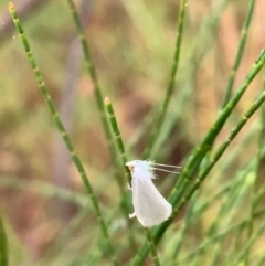 Tipanaea patulella (The White Crambid moth) at Murrumbateman, NSW - 29 Jan 2021 by SimoneC