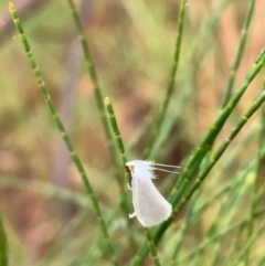 Tipanaea patulella (A Crambid moth) at Murrumbateman, NSW - 29 Jan 2021 by SimoneC