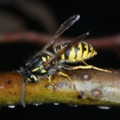 Vespula germanica (European wasp) at Ainslie, ACT - 26 Jan 2021 by jbromilow50