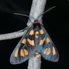 Amata (genus) (Handmaiden Moth) at Majura, ACT - 26 Jan 2021 by jbromilow50