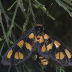 Amata (genus) at Majura, ACT - 26 Jan 2021 12:07 PM