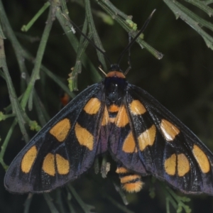 Amata (genus) at Majura, ACT - 26 Jan 2021