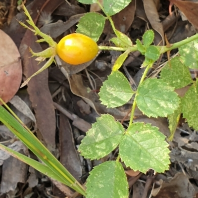 Rosa rubiginosa (Sweet Briar, Eglantine) at Cook, ACT - 25 Jan 2021 by drakes