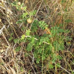 Rosa rubiginosa at Cook, ACT - 25 Jan 2021