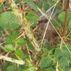 Rosa rubiginosa at Cook, ACT - 25 Jan 2021