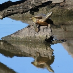 Emydura macquarii (Macquarie Turtle) at Wodonga - 6 Jan 2019 by KylieWaldon