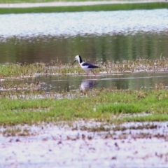 Himantopus leucocephalus (Pied Stilt) at Albury - 24 Nov 2018 by Kyliegw