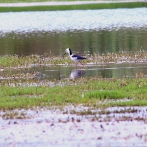 Himantopus leucocephalus at Wonga Wetlands - 24 Nov 2018