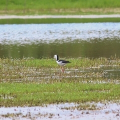 Himantopus leucocephalus at Wonga Wetlands - 24 Nov 2018