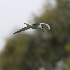 Chlidonias hybrida (Whiskered Tern) at Wonga Wetlands - 24 Nov 2018 by KylieWaldon