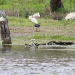 Chlidonias hybrida at Wonga Wetlands - 24 Nov 2018 12:04 PM