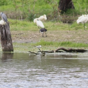 Chlidonias hybrida at Wonga Wetlands - 24 Nov 2018 12:04 PM