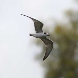 Chlidonias hybrida at Wonga Wetlands - 24 Nov 2018 12:04 PM