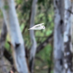 Chlidonias hybrida at Wonga Wetlands - 24 Nov 2018