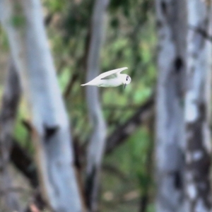 Chlidonias hybrida at Wonga Wetlands - 24 Nov 2018 12:04 PM