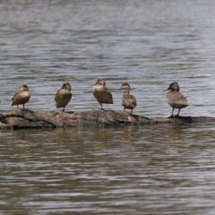 Stictonetta naevosa (Freckled Duck) at Splitters Creek, NSW - 24 Nov 2018 by Kyliegw