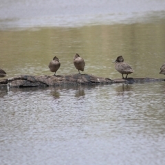 Stictonetta naevosa at Wonga Wetlands - 24 Nov 2018 11:45 AM