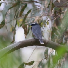 Artamus superciliosus (White-browed Woodswallow) at Wonga Wetlands - 24 Nov 2018 by KylieWaldon