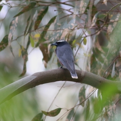 Artamus superciliosus (White-browed Woodswallow) at Albury - 24 Nov 2018 by Kyliegw