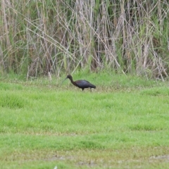 Plegadis falcinellus (Glossy Ibis) at Albury - 24 Nov 2018 by KylieWaldon