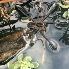 Dolomedes sp. (genus) (Fishing spider) at Albury - 29 Jan 2021 by Amityrose